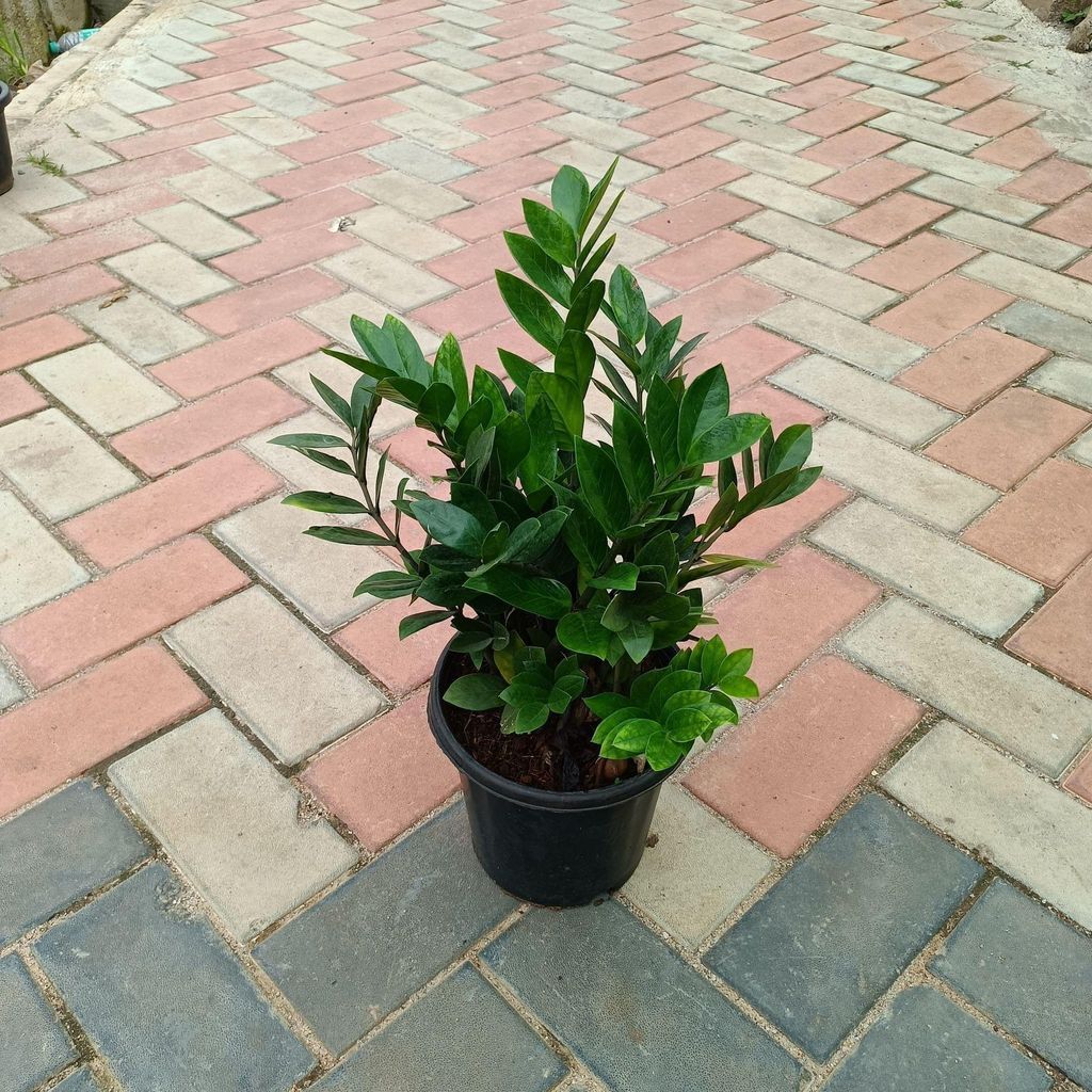 Large Green ZZ (~ 1.5 Ft) in 10 Inch Nursery Pot