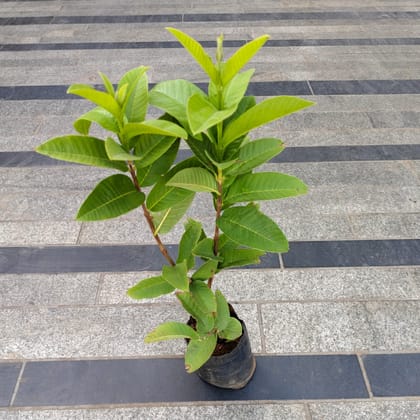 Amrood / Guava (~ 1.5 Ft) in 6 Inch Nursery Bag