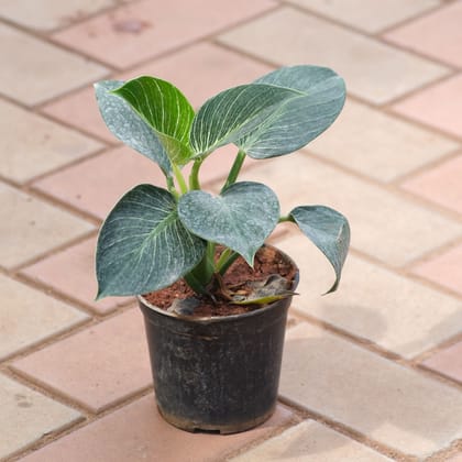 Philodendron Birkin in 5 Inch Nursery Pot