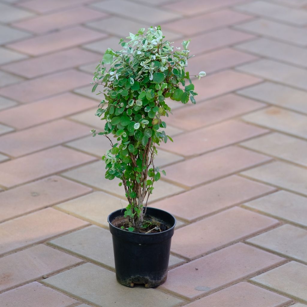 Snow Bush in 4 Inch Nursery Pot