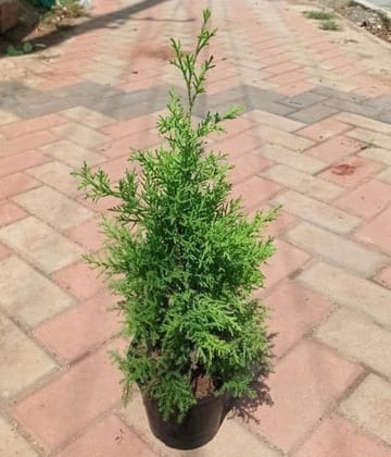 Cypress Golden in 6 Inch Nursery Pot