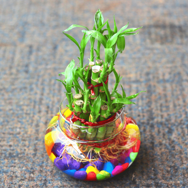 Lucky Bamboo in Glass Pot - Minimum order 50 pcs.