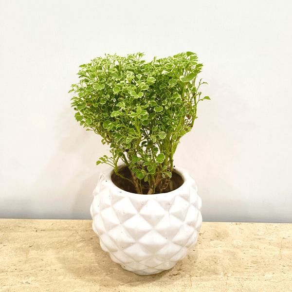 Aralia variegated Dwarf in Classy Ceramics - Minimum order 50 pcs.