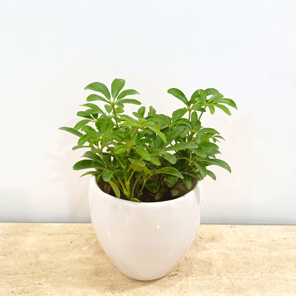 Schefflera in White Classy Ceramic Pot - Minimum order 50 pcs.