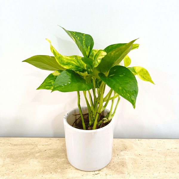 Money Plant in Classy Ceramics - Minimum order 50 pcs.