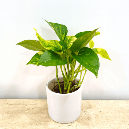 Money Plant in Classy Ceramics - Minimum order 50 pcs.