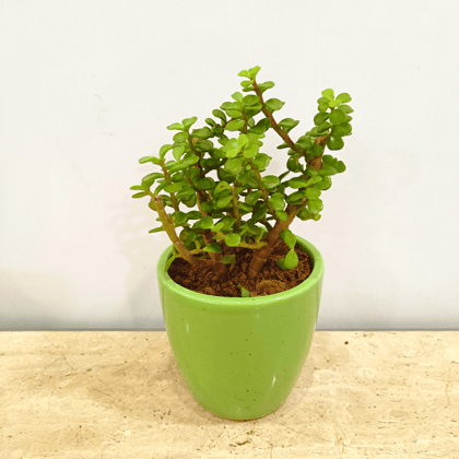 Jade in Classy Ceramics - Minimum order 50 pcs.