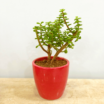 Lucky Jade in Classy Red Ceramic Pot - Minimum order 50 pcs.