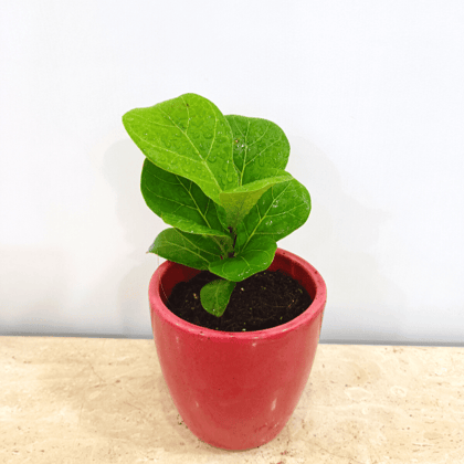 Fiddle Leaf Fig In Classy Ceramics - Minimum order 50 pcs.