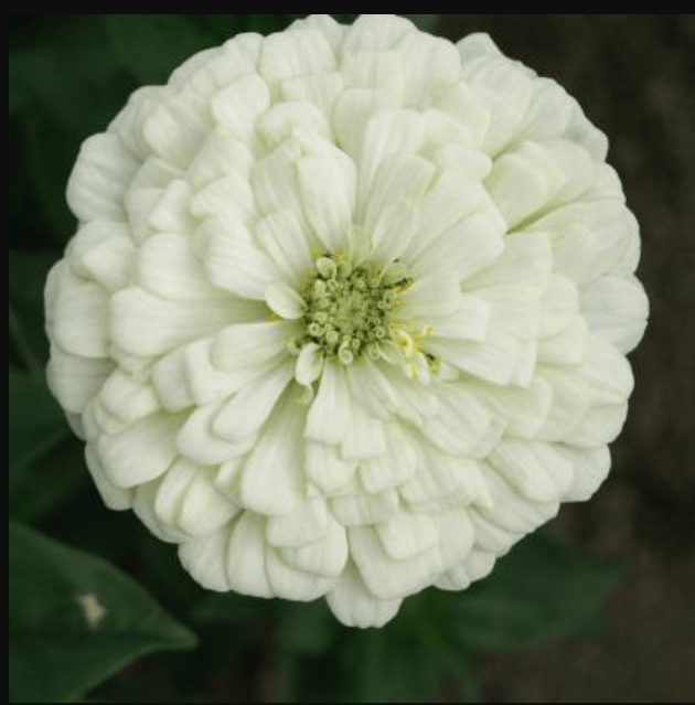 Free Gift - Zinnia White Seeds  - Excellent Germination Summer Seeds - Flash Sale