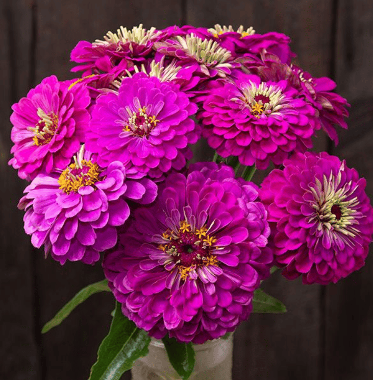 Zinnia Purple Seeds - Excellent Germination