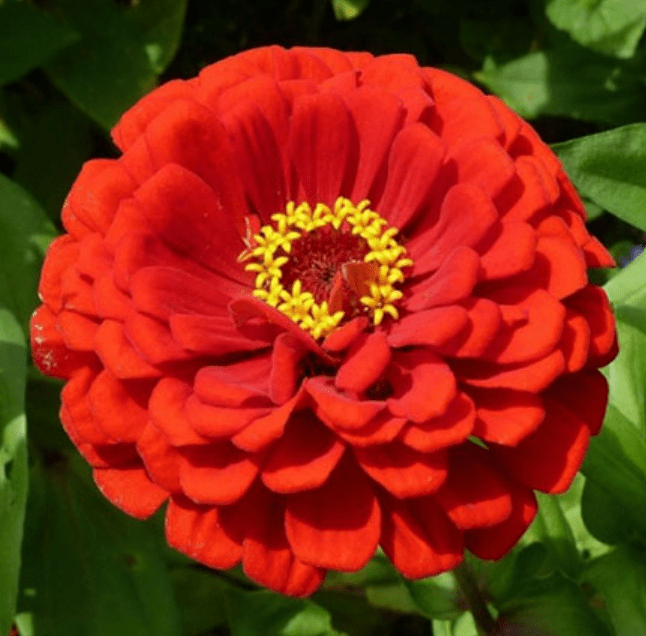 Zinnia Mixed Seeds  - Excellent Germination Summer Seeds