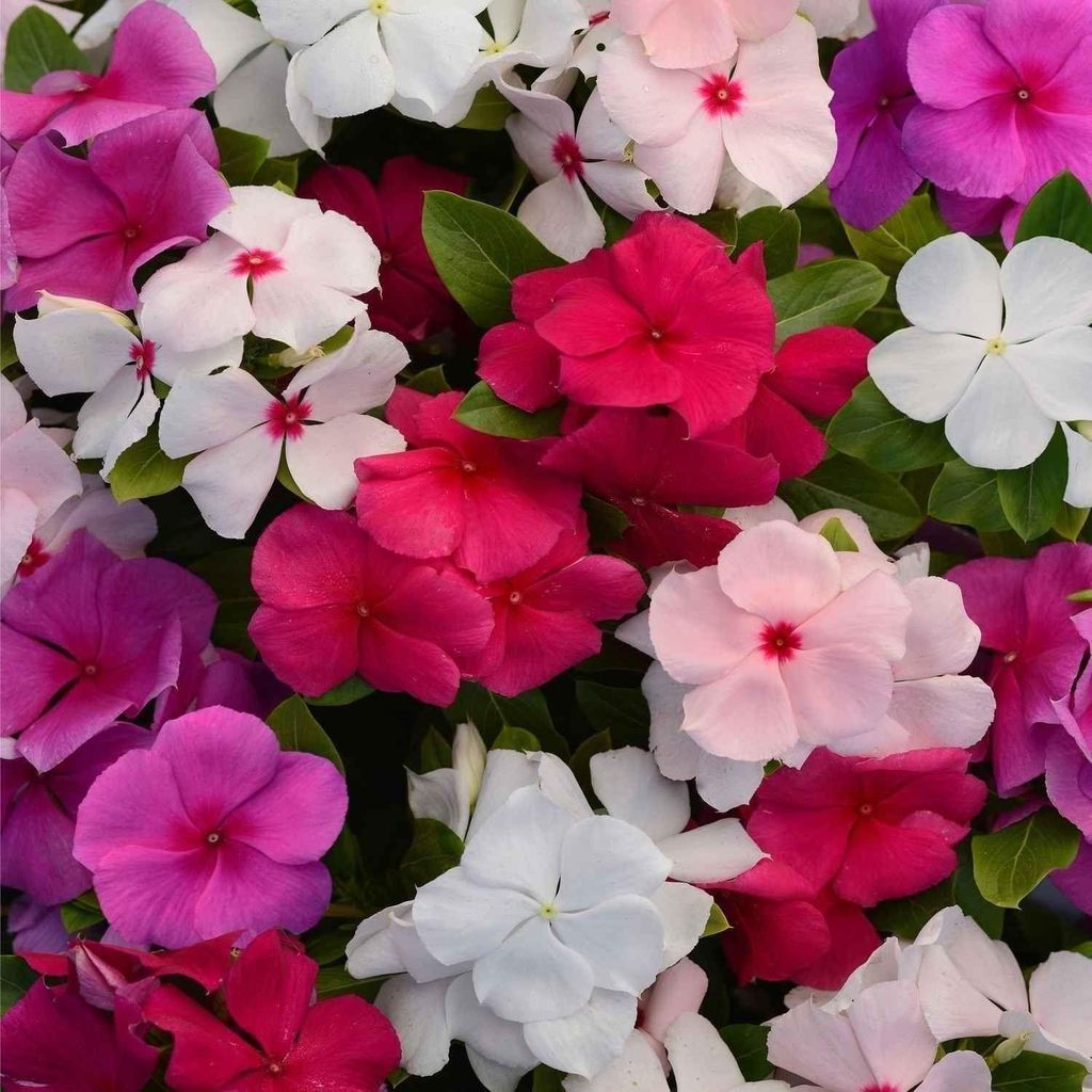 Vinca Mixed Seeds - Excellent Germination