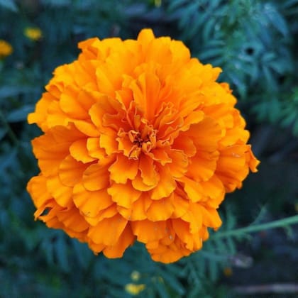 Buy Marigold / Genda Mixed Seeds - Excellent Germination Online | Urvann.com