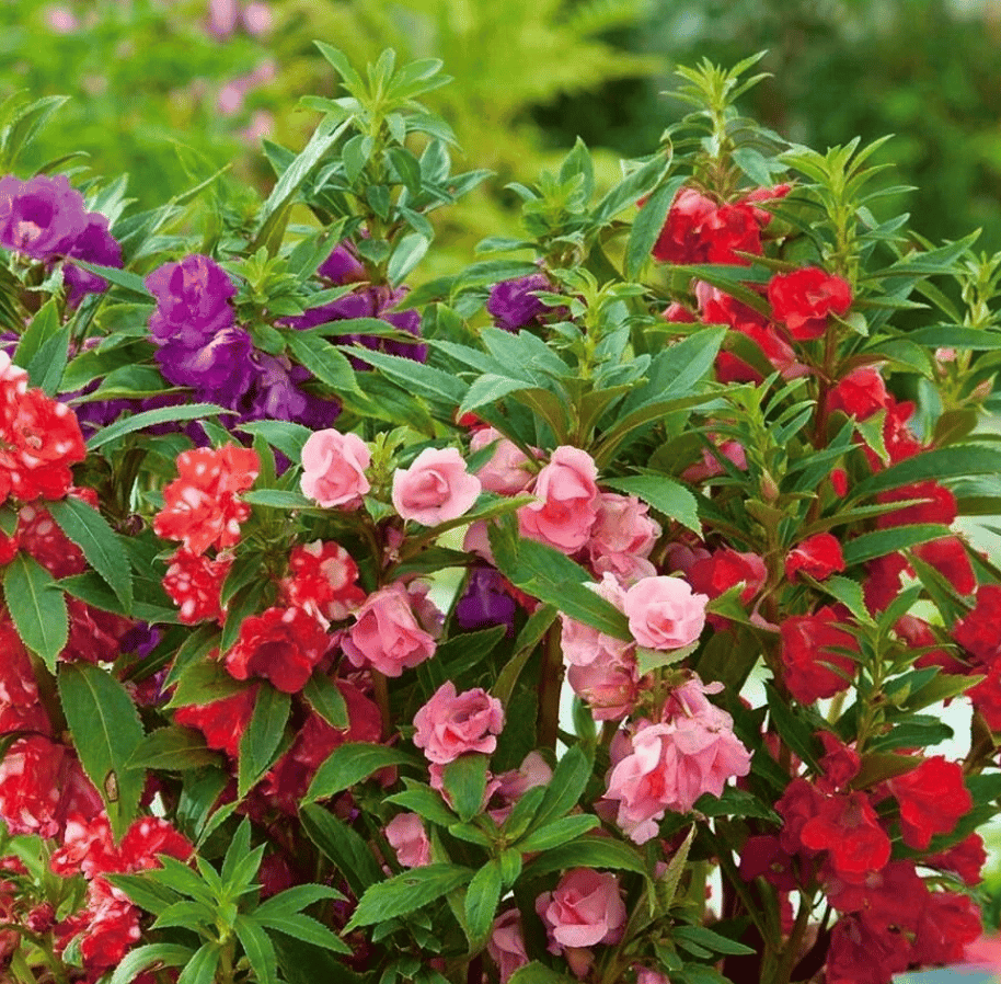 Impatiens Balsamina Mixed / Rose Flower Seeds - Excellent Germination Summer Seeds