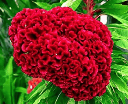 Buy Cockscomb Red Seeds - Excellent Germination Online | Urvann.com