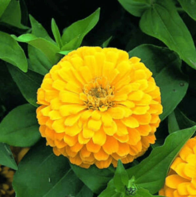 Zinnia Yellow Seeds  - Excellent Germination Summer Seeds