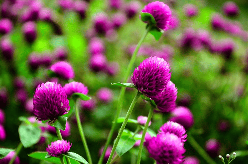 Gomphrena Purple Seed - Excellent Germination