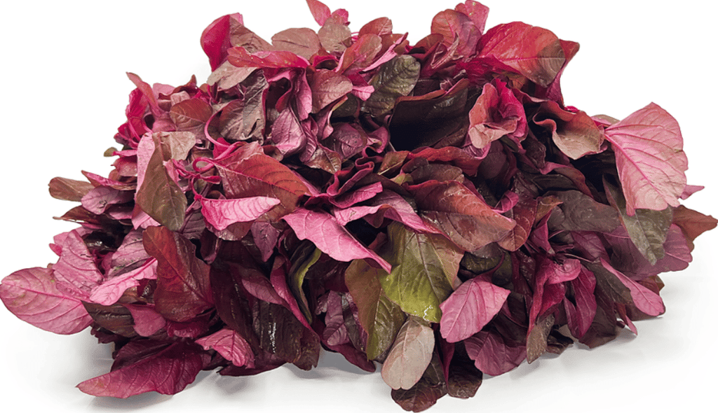 Amaranthus Red Vegatable Seeds - Excellent Germinations