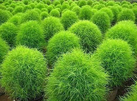 Kochia Seeds- Excellent Germination Summer Seeds