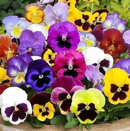 Buy Pansy Mixed Seeds - Excellent Germination Online | Urvann.com