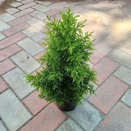 Buy Golden Cypress in 6 Inch Plastic Pot Online | Urvann.com