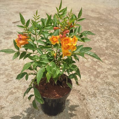 Buy Tecoma Orange in 5 Inch Nursery Pot Online | Urvann.com