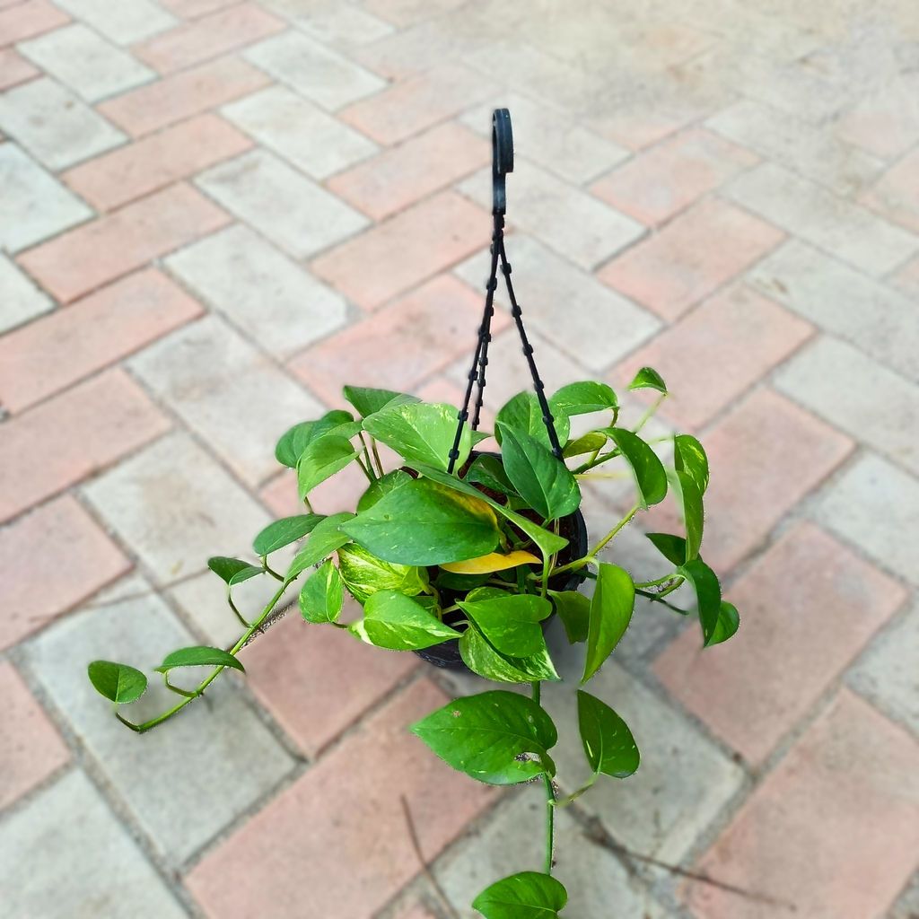 Money plant green in 6 Inch Hanging basket