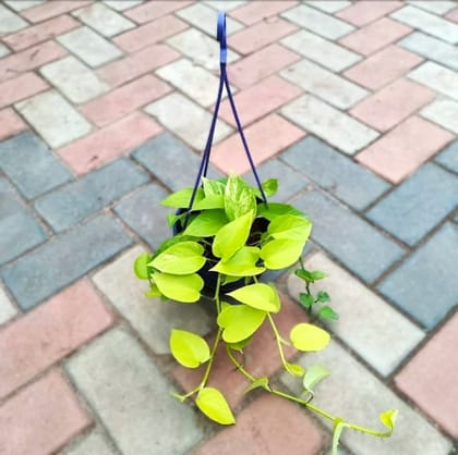 Buy Money Plant Golden in 5 Inch Hanging Pot (any colour) Online | Urvann.com