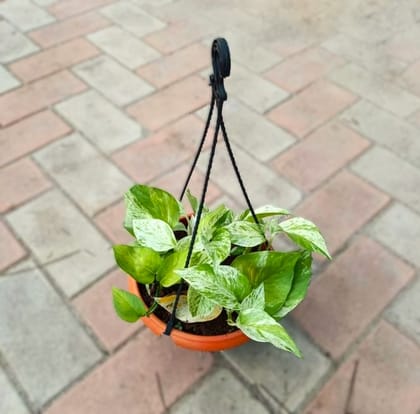 Buy Money Plant N'Joy in 6 Inch Hanging Basket (any colour) Online | Urvann.com