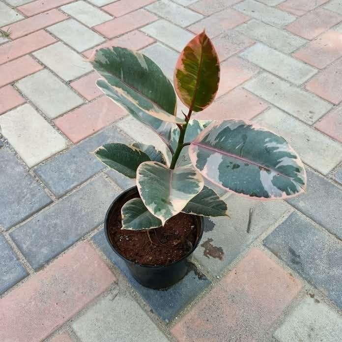 Rubber Variegated Pink Red in 6 Inch Nursery Pot