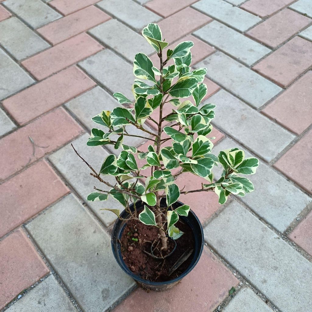 Ficus Triangularis in 5 Inch Nursery Pot