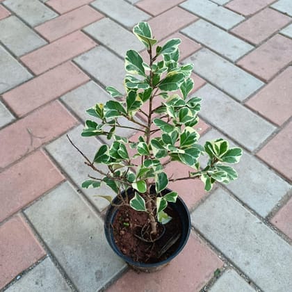Buy Ficus Triangularis in 5 Inch Plastic Pot Online | Urvann.com