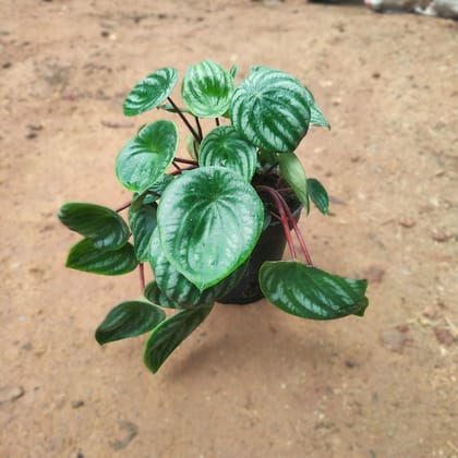 Peperomia / Radiator Plant Frost/ Peperomia Watermelon in 4 Inch Nursery Pot