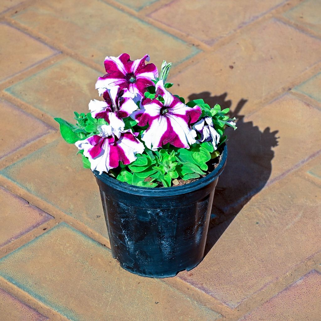 Petunia (any colour) in 4 Inch Nursery Pot