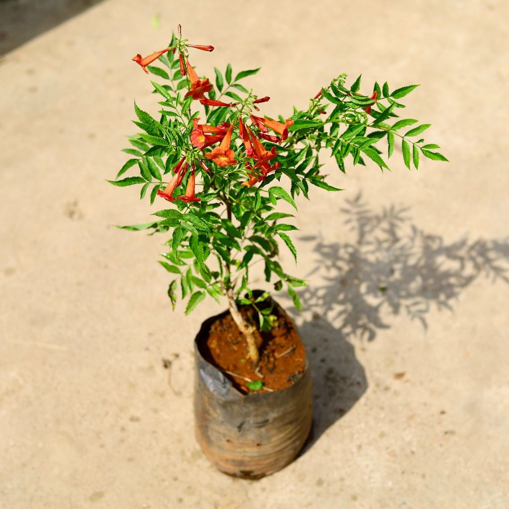 Tecoma Orange in 8 Inch Nursery Bag