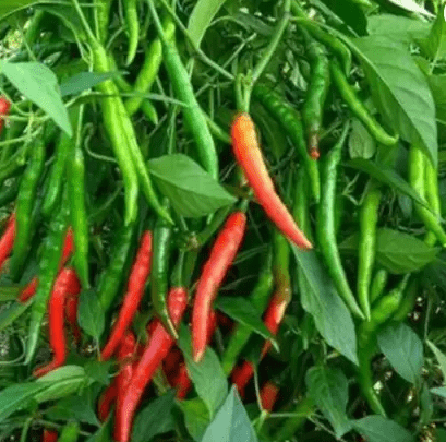 Chilli / Mirchi Jawala Seeds - Excellent Germination