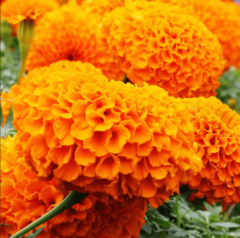 Marigold / Genda Orange Navrangi Seeds - Excellent Germination