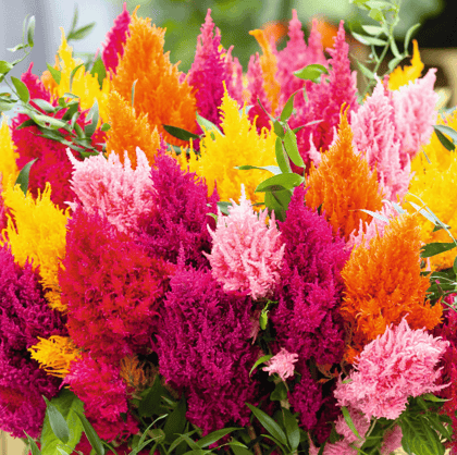 Buy Celosia Mixed Seeds - Excellent Germination Online | Urvann.com