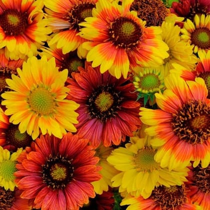 Buy Gaillardia Mixed Seeds - Excellent Germination Online | Urvann.com