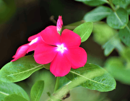 Buy Vinca Pink & White Seeds - Excellent Germination Online | Urvann.com