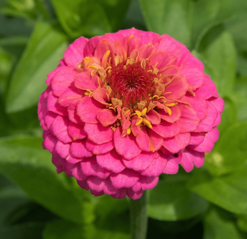 Zinnia Pink Seeds - Excellent Germination