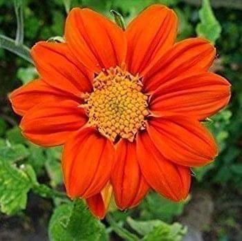 Buy Tithonia Torch Red Flower Seeds - Excellent Germination Online | Urvann.com