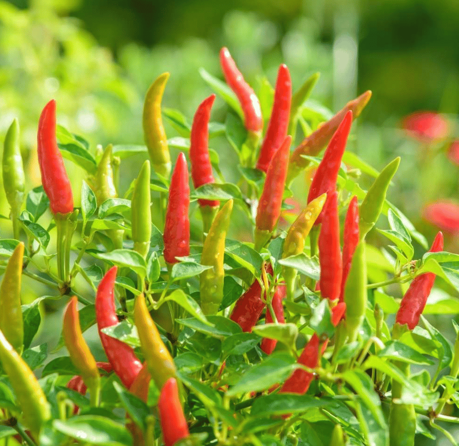 Chilli / Mirchi Surya Seeds - Excellent Germination