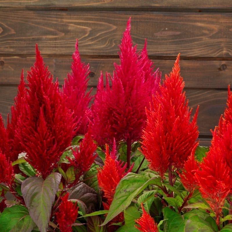 Celosia Red seeds - Excellent Germination