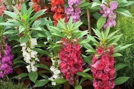 Balsam Mixed Seeds - Excellent Germination Summer Seeds