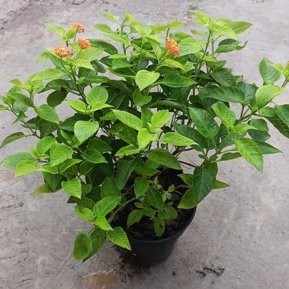 Lantana (any colour) in 5 inch Nursery Pot