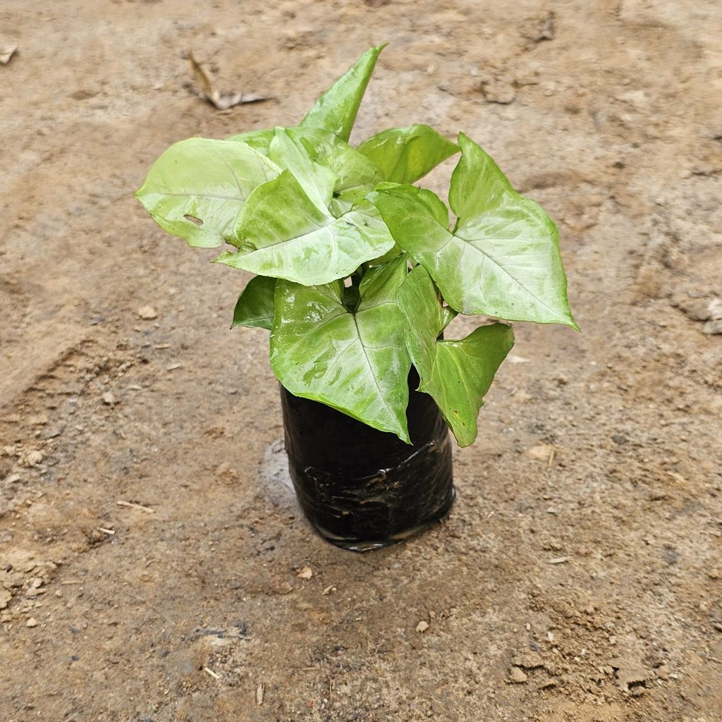 Syngonium Light Green in 4 Inch Nursery Bag