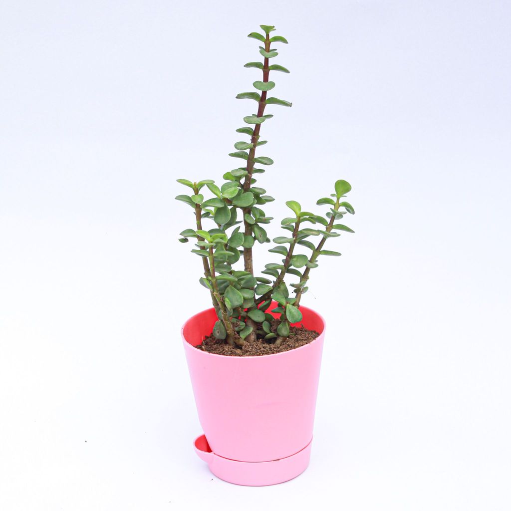 Jade in 4 Inch Pink Florence Self Watering Pot