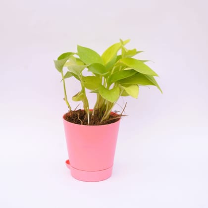 Buy Money Plant Golden in 4 Inch Pink Florence Self Watering Pot Online | Urvann.com